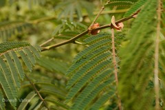 Albizia chinensis